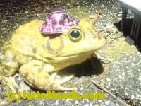 /home//u458753944/public_html/sourcegallery////////////////////Roxborough Toad Detour/2023/2023-04-06/P4060695.JPG